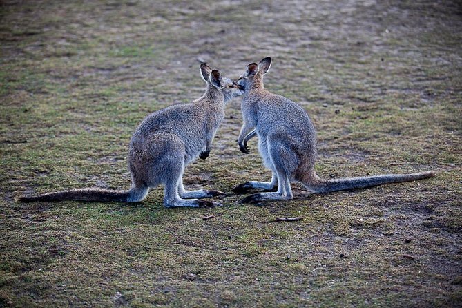 Blue Mountains Wildlife Full-Day Sights and Hiking from Sydney - Calmsley Hill City Farm: koala time and an easy start