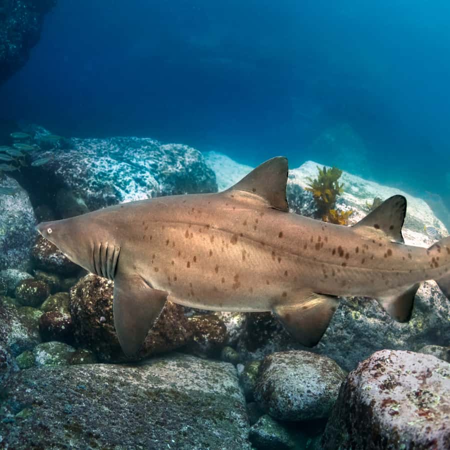 Bondi: Shark Dive at Bushrangers Bay for Certified Divers - Key takeaways before you go