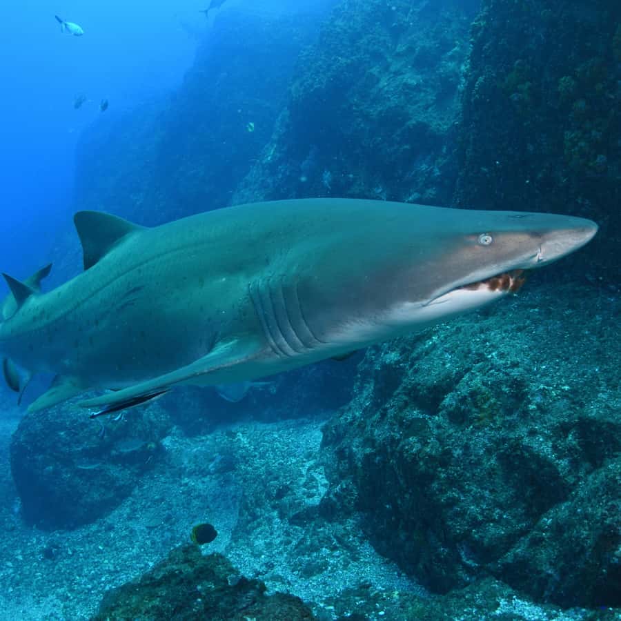 Bondi: Shark Dive at Bushrangers Bay for Certified Divers - Grey nurse sharks at Bushrangers Bay: what you’re paying for