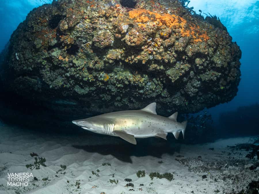 Bondi: Shark Dive at Bushrangers Bay for Certified Divers - Meeting at 198 Bondi Rd: the fast check-in that keeps the day moving