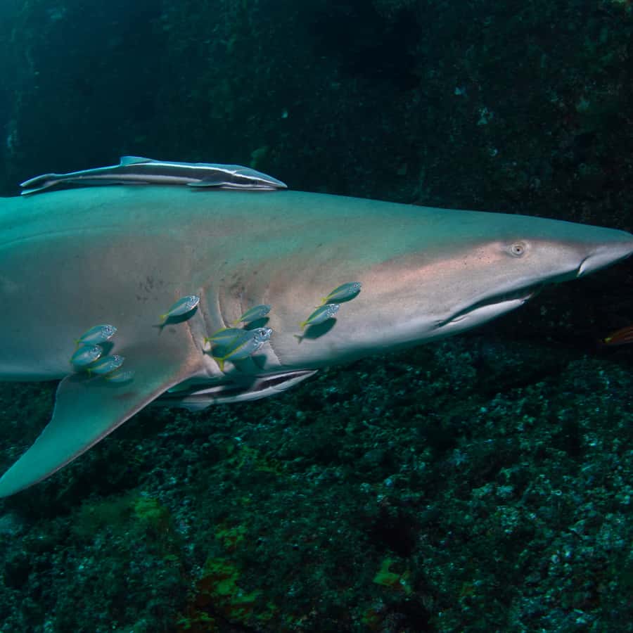 Bondi: Shark Dive at Bushrangers Bay for Certified Divers - Two shoreline sessions in Shellharbour: why the pacing feels better