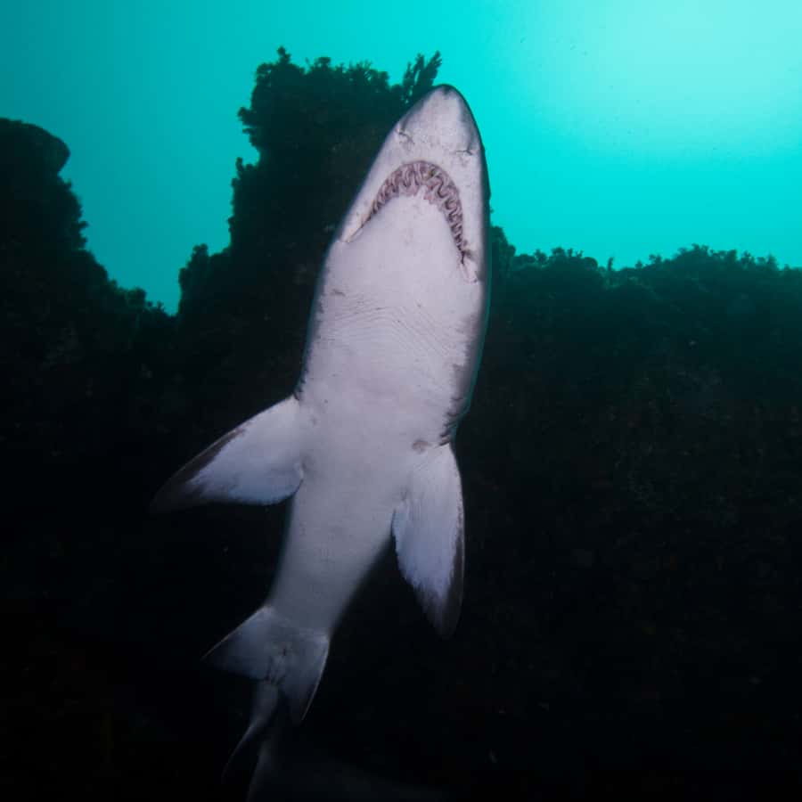 Bondi: Shark Dive at Bushrangers Bay for Certified Divers - Guides and small-group support: what Jonas and Delmar bring