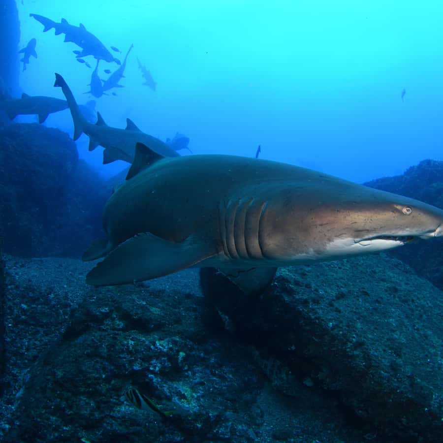 Bondi: Shark Dive at Bushrangers Bay for Certified Divers - Bondi to Shellharbour road trip: the 2-hour drive each way
