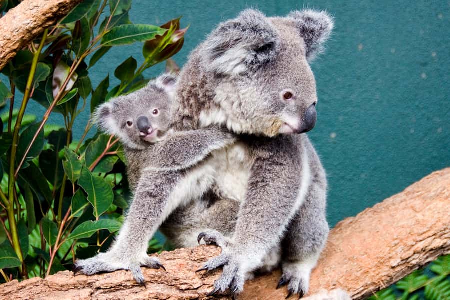 Breakfast with Koalas at WILD LIFE Zoo Darling Harbour - Key highlights at a glance