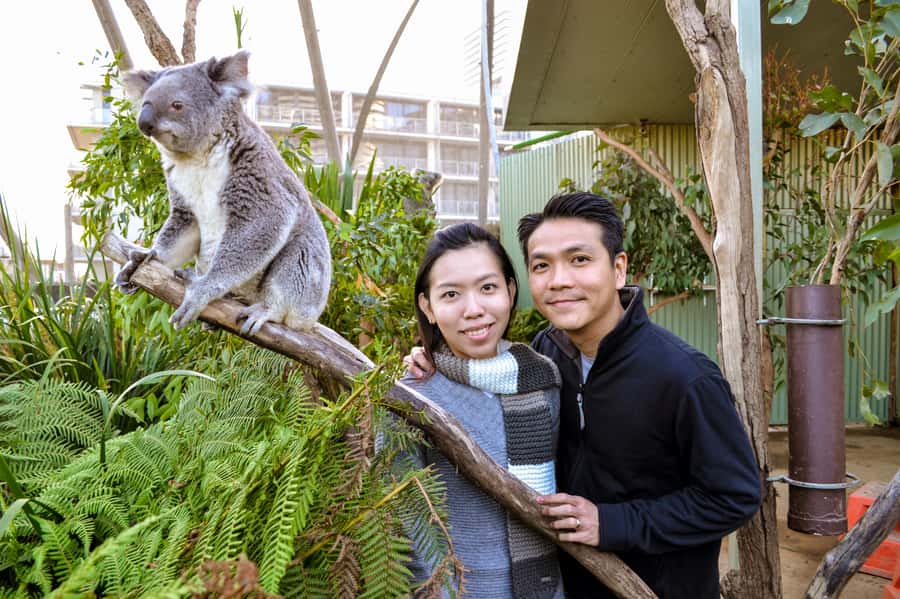 Breakfast with Koalas at WILD LIFE Zoo Darling Harbour - 8:30 to 9:30: koala breakfast, feeding time, and photos