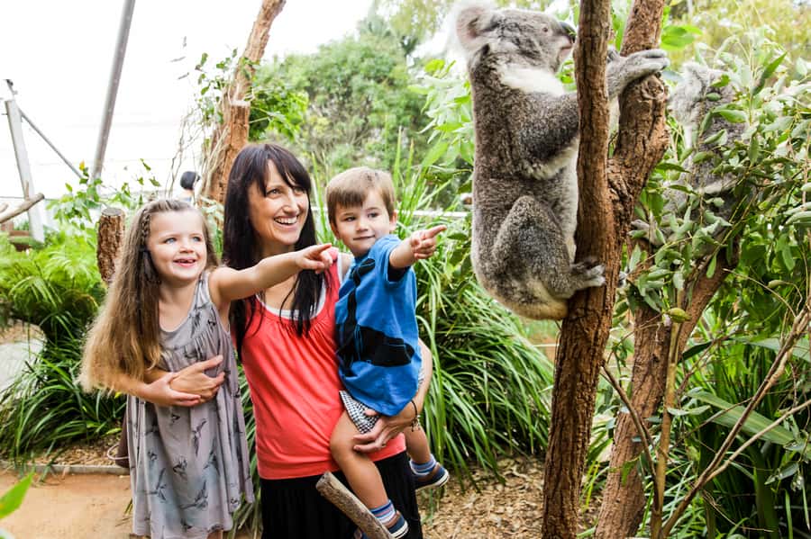 Breakfast with Koalas at WILD LIFE Zoo Darling Harbour - The take-home koala photo: a souvenir that feels earned