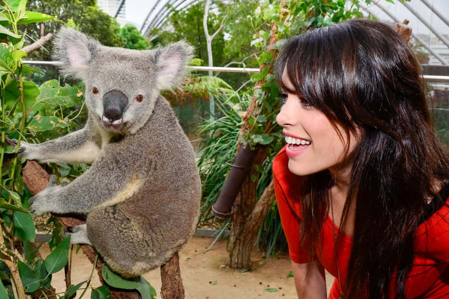 Breakfast with Koalas at WILD LIFE Zoo Darling Harbour - After 9:30: using your all-day ticket smartly