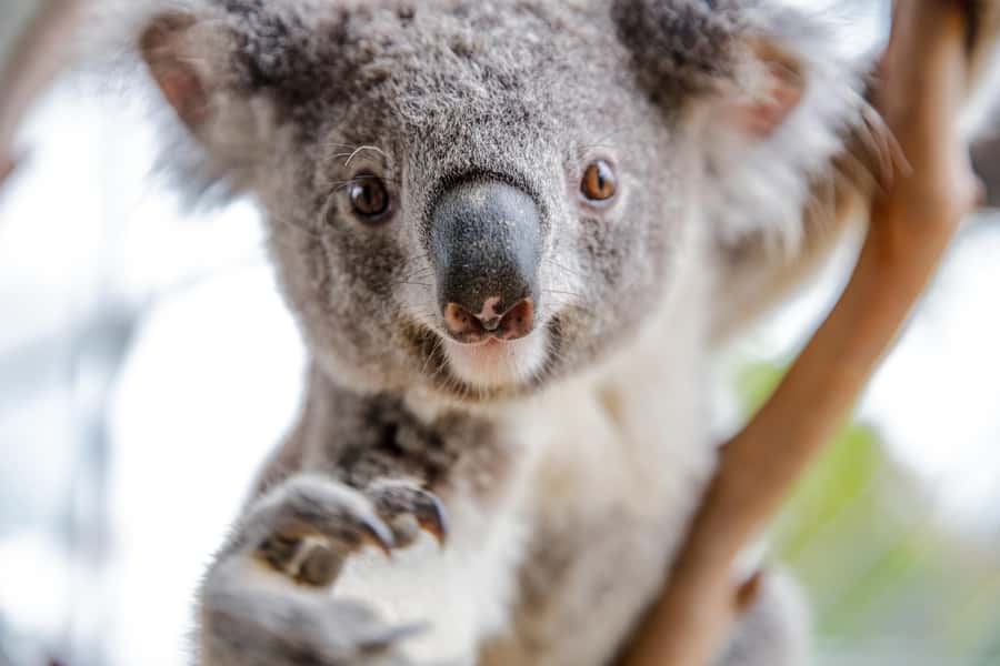 Breakfast with Koalas at WILD LIFE Zoo Darling Harbour - Who should book this, and who might not love it