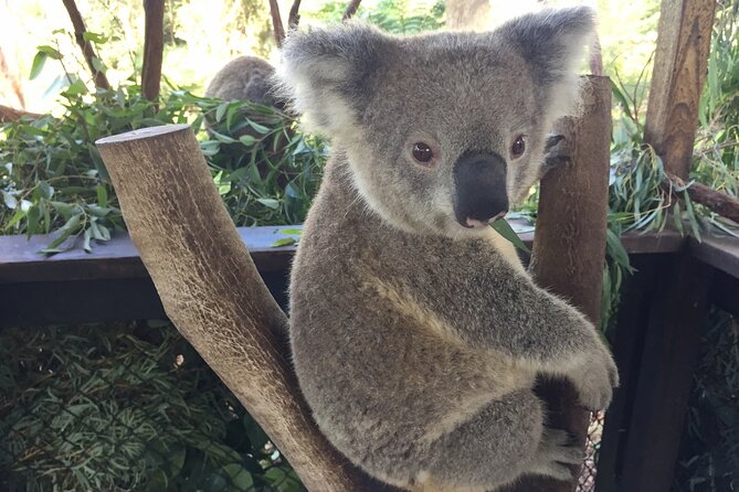 Central Coast Private Tour From Sydney, with Australian Reptile Park Option - Stop 2: Australian Reptile Park for koalas, snakes, and shows