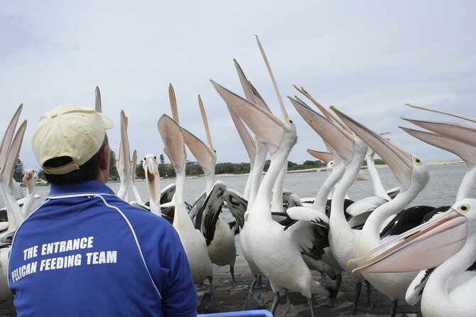 Central Coast Private Tour From Sydney, with Australian Reptile Park Option - The Entrance: pelican feeding on the waterfront