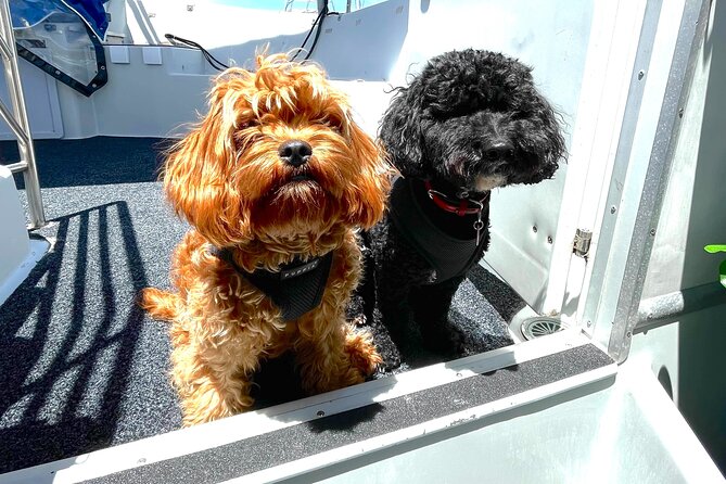 Dogs on Deck Harbour Cruise - Key highlights to know before you go