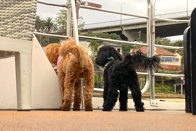 Dogs on Deck Harbour Cruise - The dog experience: social, but with boundaries