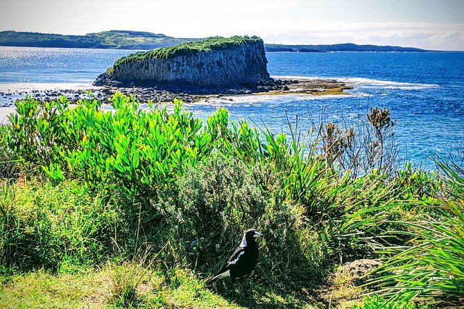 Erupting Blowholes and Ancient Rainforests SOUTH COAST OF SYDNEY PRIVATE TOUR - Stanwell Tops: paragliders, ocean views, and a fast bearings reset
