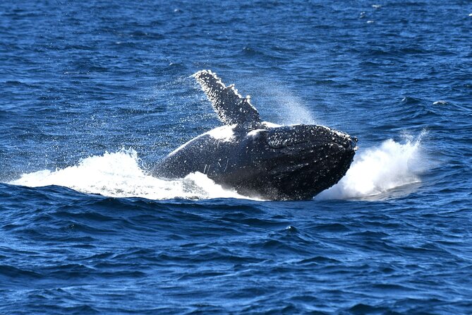 Escape Sydney: Sea Cliff Bridge, Wildlife, Kiama Coast Private - Kiama Blowhole: ocean views with a show that’s never staged