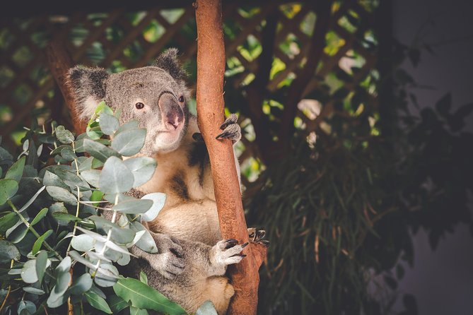 Exclusive Blue Mountains Wildlife and Bushwalk Tour From Sydney - Leura lunch stop: real cafes, not just a quick pit stop