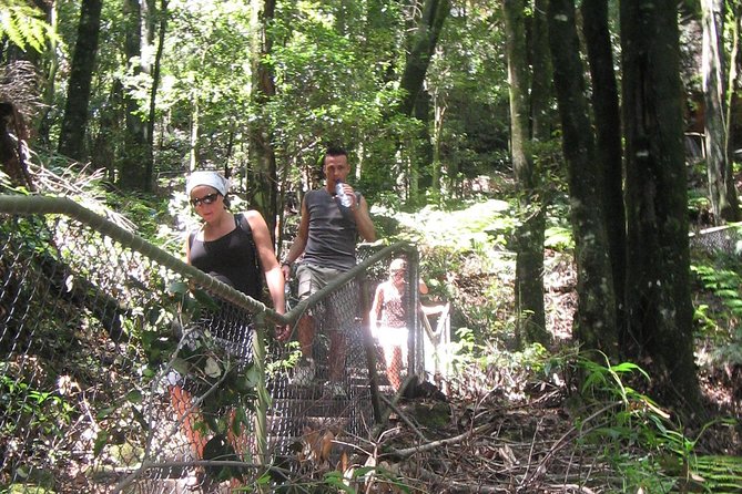 Exclusive Blue Mountains Wildlife and Bushwalk Tour From Sydney - Wentworth Falls: the guided bushwalk that brings the Mountains to life