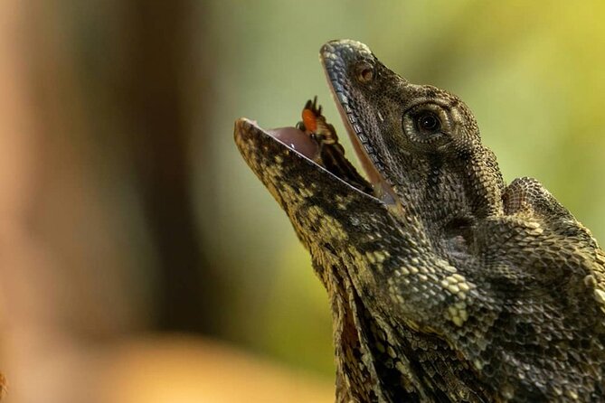 Featherdale Wildlife Park with Exclusive Private Transfers - The Featherdale Timing Plan: How to Get the Most From ~4 Hours