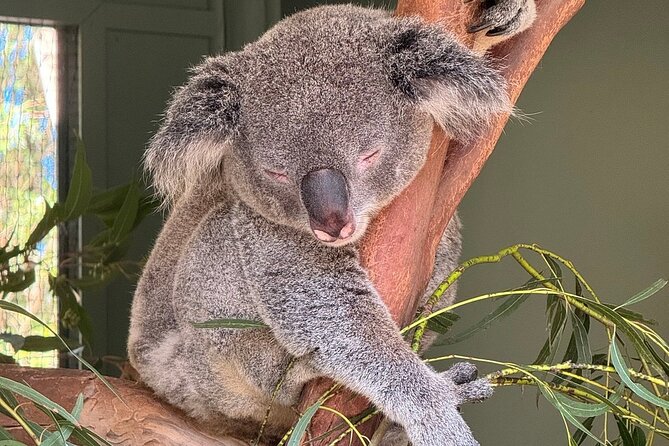 Featherdale Wildlife Park with Exclusive Private Transfers - Who This Tour Suits Best (and Who Should Skip It)