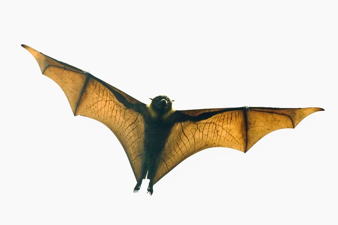 Flying Fox Experience, Thousands of Australia's Largest Bat - Key Things That Make This Flying Fox Tour Worth It