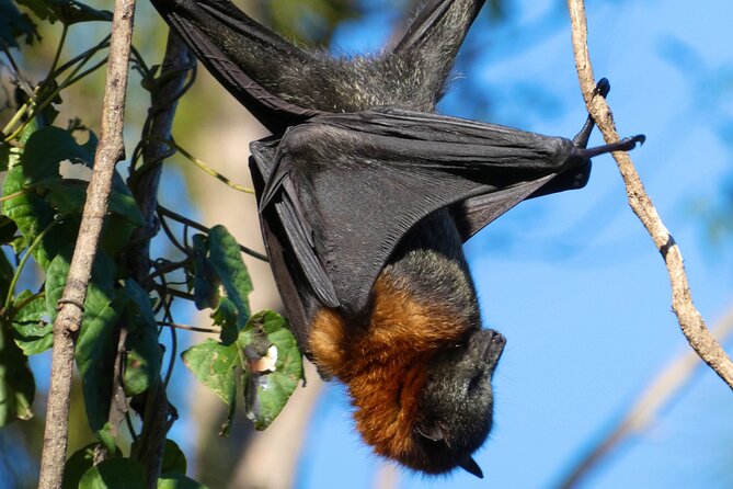 Flying Fox Experience, Thousands of Australia's Largest Bat - Meeting at Thomas Sutcliffe Mort and Getting Out of the City