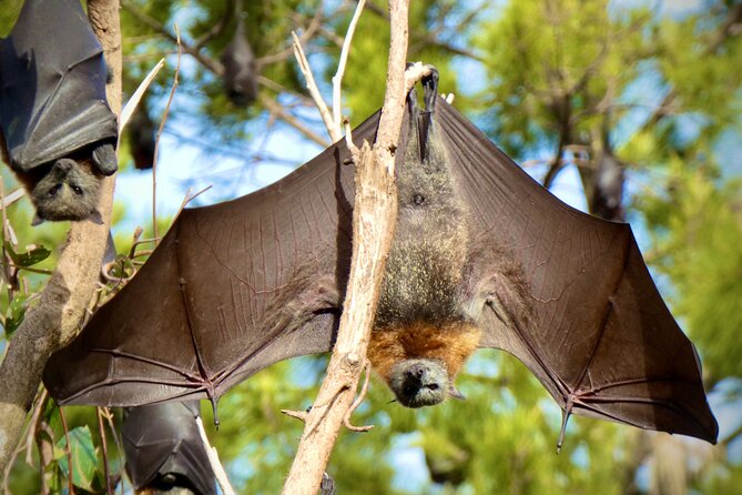 Flying Fox Experience, Thousands of Australia's Largest Bat - Cameras, Binoculars, and the Photo Help That Actually Makes a Difference