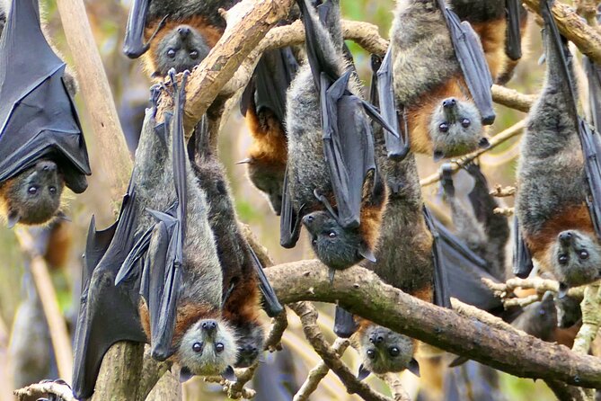 Flying Fox Experience, Thousands of Australia's Largest Bat - Why Flying Foxes Are Endangered, and Why the Colony Matters