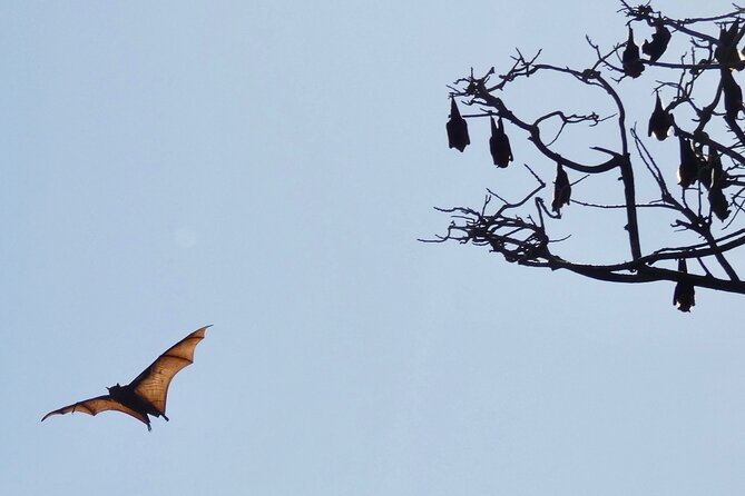 Flying Fox Experience, Thousands of Australia's Largest Bat - Price and Value: Is $57.38 a Smart Spend in Sydney?