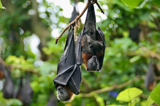 Flying Fox Experience, Thousands of Australia's Largest Bat - Who Should Book This Flying Fox Tour (and Who Might Want to Skip)