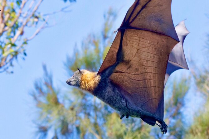 Flying Fox Experience, Thousands of Australia's Largest Bat - The 2.5-Hour Bat Encounter: What to Expect Once You Arrive