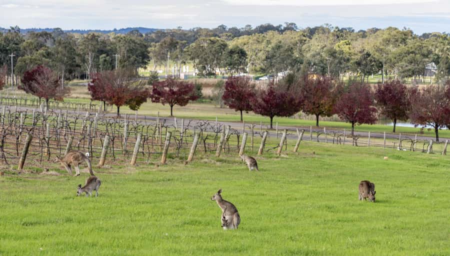 From Sydney: All Inclusive Boutique Hunter Valley Wine Tour - Key Highlights Worth Paying Attention To