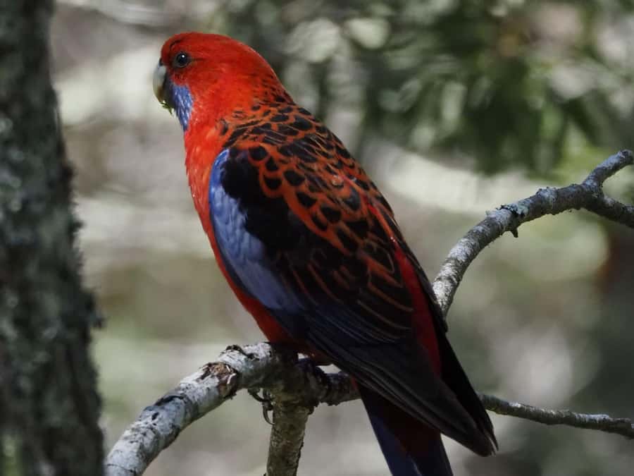 From Sydney: Australian Wildlife Safari with Lunch & Dinner - Key things you’ll enjoy most