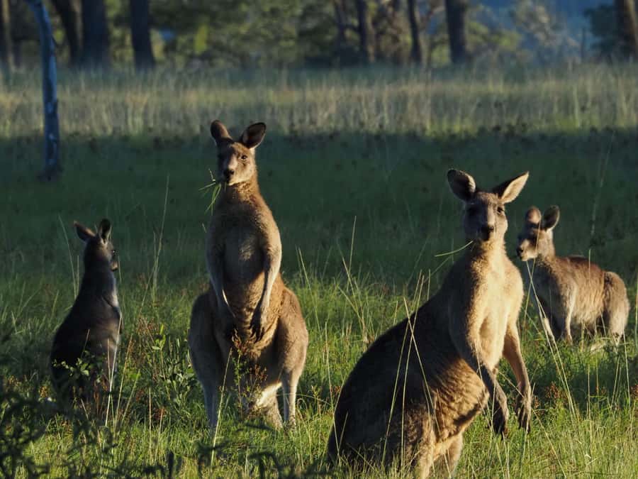 From Sydney: Australian Wildlife Safari with Lunch & Dinner - Southern Highlands wildlife, without the big-tour scramble