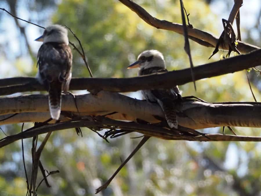 From Sydney: Australian Wildlife Safari with Lunch & Dinner - Lunch, tracking lessons, and conservation context that’s actually useful