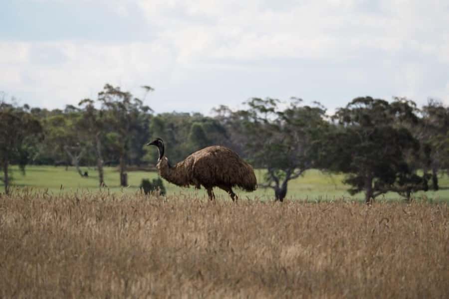 From Sydney: Australian Wildlife Safari with Lunch & Dinner - Red spotlight night search: wombats, possums, and gliders