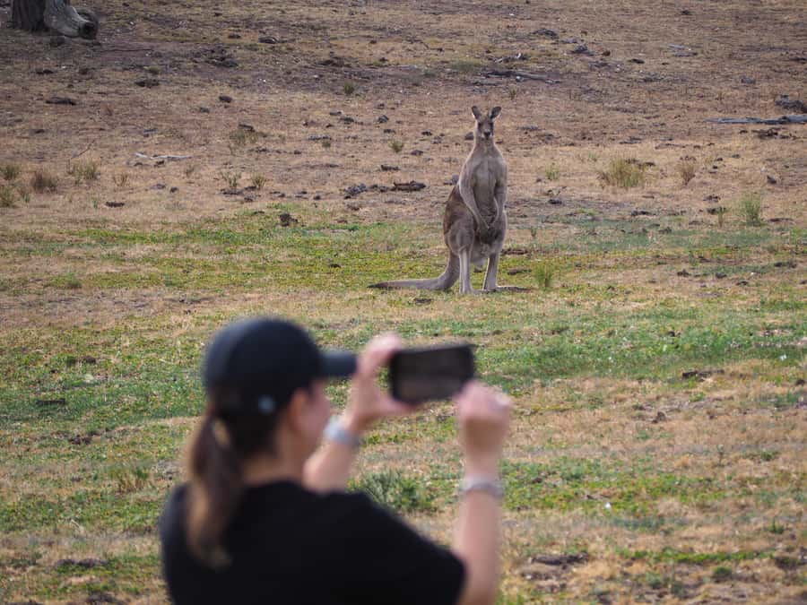 From Sydney: Australian Wildlife Safari with Lunch & Dinner - The walking reality: comfort, shoes, and how to be ready
