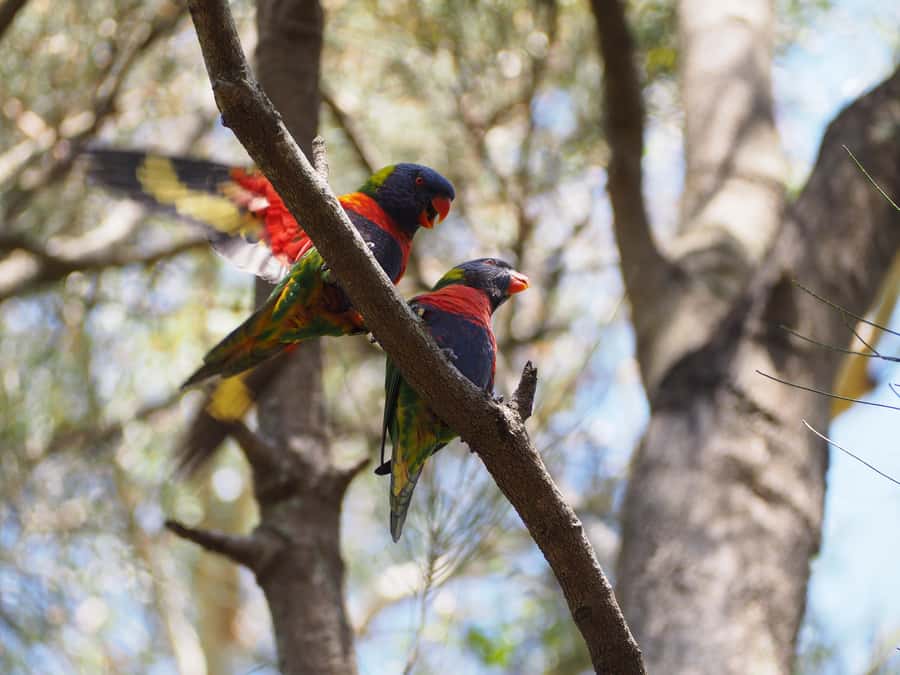 From Sydney: Australian Wildlife Safari with Lunch & Dinner - From Circular Quay to country roads: what the 90 minutes gives you