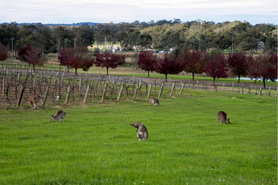 From Sydney: Award-Winning Hunter Valley Wine & Cheese Tour - Price and value: is $166 a fair deal for a day like this?