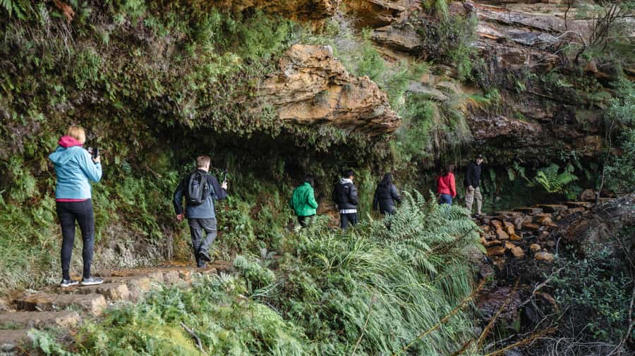 From Sydney: Blue Mountains Bushwalks & Featherdale Tour - Wentworth Falls: a short bushwalk that still feels like the Blue Mountains