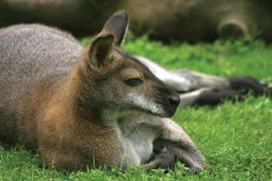 From Sydney: Blue Mountains Bushwalks & Featherdale Tour - The guide quality is the real selling point