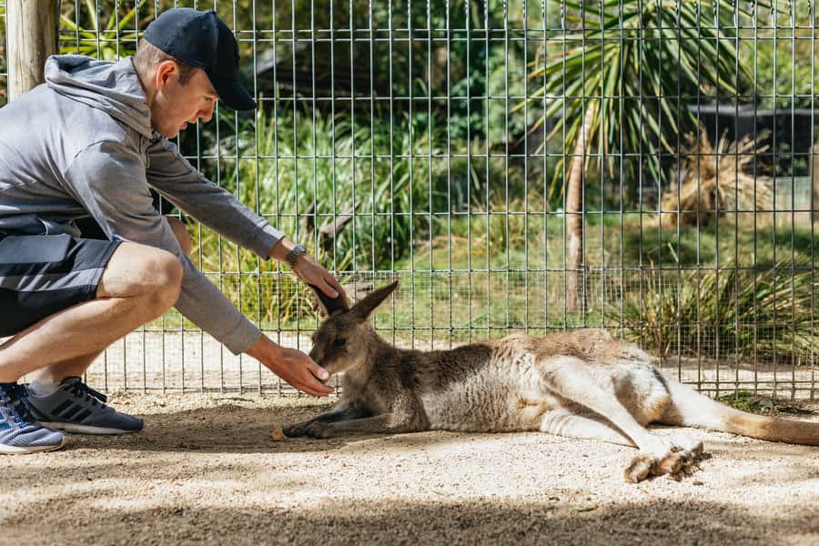 From Sydney: Blue Mountains Full-Day Trip - Scenic World’s Cableway, Skyway, and Railway: What Each Ride Gives You