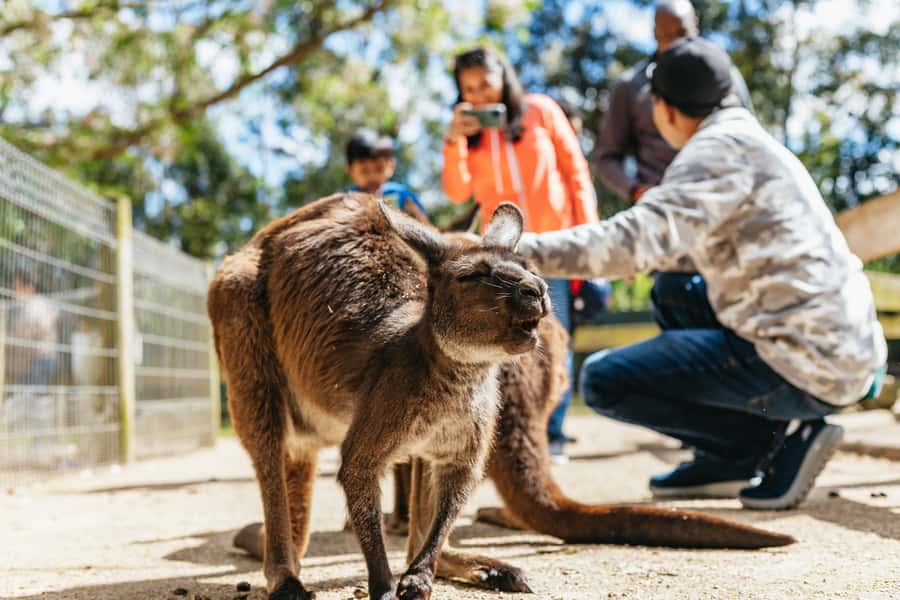 From Sydney: Blue Mountains Full-Day Trip - The Parramatta River Ferry to Circular Quay: A Softer Landing Back in Sydney