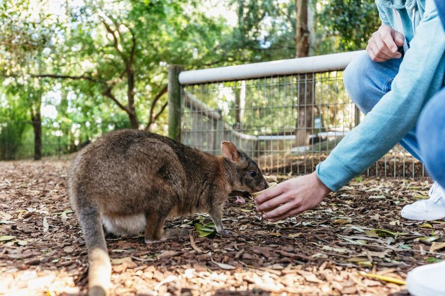 From Sydney: Blue Mountains Full-Day Trip - Who This Tour Suits Best (and Who Might Struggle)