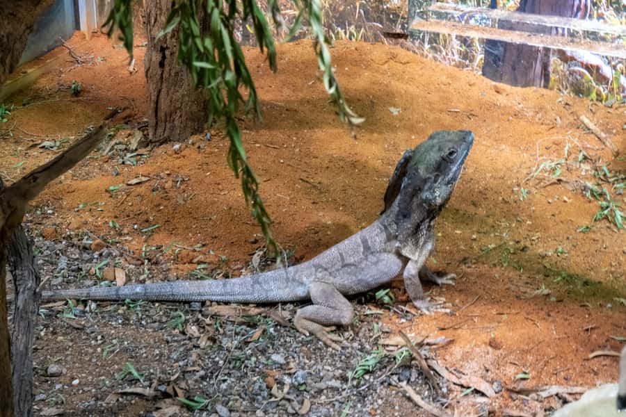 From Sydney: Blue Mountains, Scenic Railway, & Sydney Zoo - Price and value: is $117 worth it?