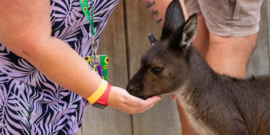 From Sydney: Blue Mountains, Scenic Railway, & Sydney Zoo - Leura: break time for food, shopping, and reset