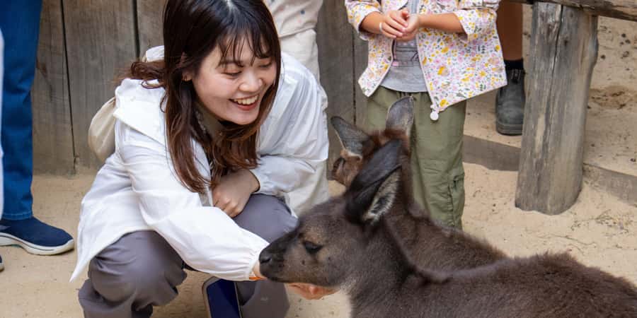 From Sydney: Blue Mountains, Scenic Railway, & Sydney Zoo - The First Nations cultural talk: what you’ll gain beyond sightseeing