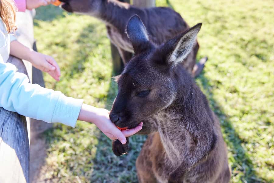From Sydney: Blue Mountains, Scenic World, Zoo, & Ferry Ride - Who this tour fits best (and who should skip it)