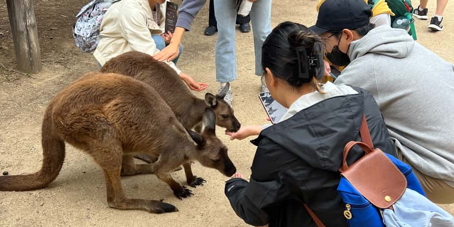 From Sydney: Blue Mountains, Sydney Zoo & Walking Tour - A First Nations cultural talk before you reach the lookouts