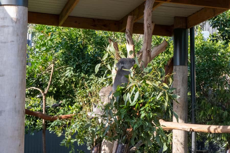 From Sydney: Blue Mountains, Sydney Zoo & Walking Tour - Leura break: lunch, shopping, and a calmer mountain town pace