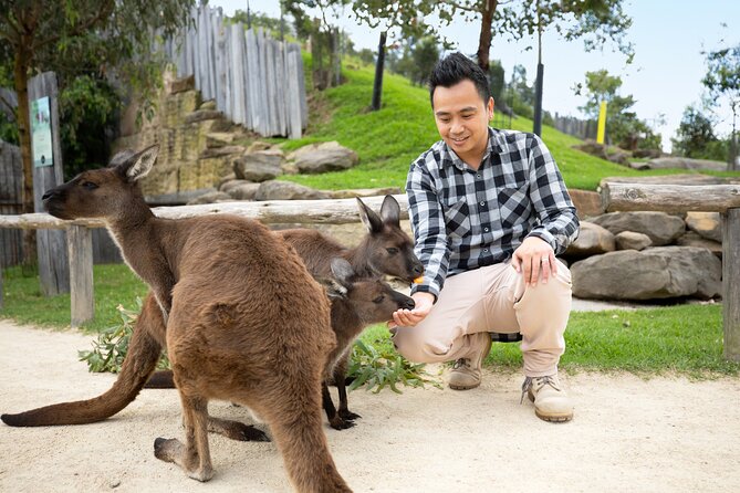 From Sydney: Blue Mountains with Zoo, Koala Photo & Scenic World - Gordon Falls Lookout: Waterfalls and Fresh Mountain Air