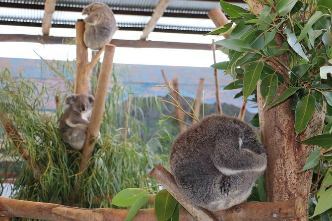 From Sydney: Blue Mountains with Zoo, Koala Photo & Scenic World - Scenic World Blue Mountains: The Unlimited Rides That Turn Views Into Action